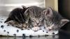 Sleepy Kitty's picture